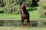 DOBERMANN 405